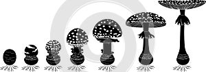 Black silhouette life cycle of fly agaric mushroom. Stages of fly agaric Amanita muscaria fruiting body matures